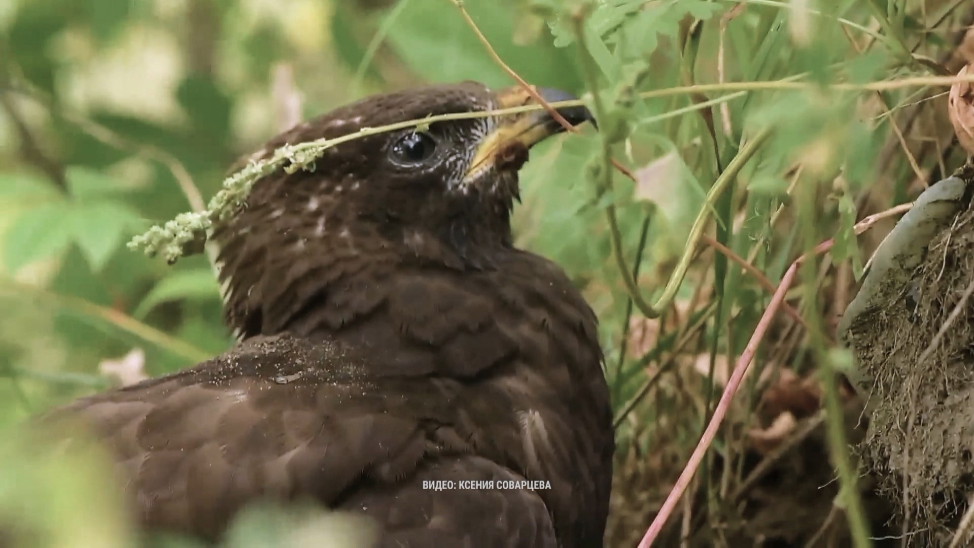 Дикие выходные с Павлом Глазковым. 20 апреля