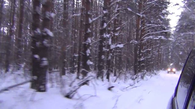 Зимний снежный лес смотреть онлайн