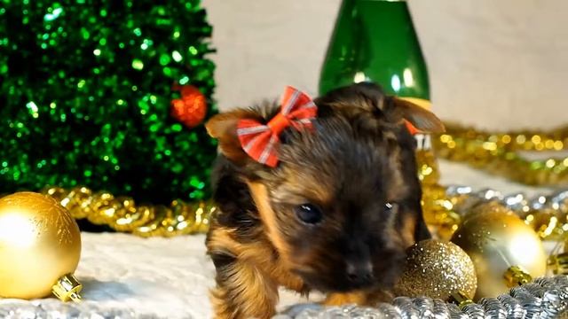 Подарок ребенку / щенок йорка / Питомник йоркширских терьеров / Девочка йорк смотреть онлайн