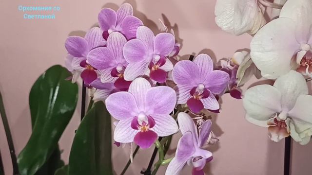 Орхидеи. Зимнее цветение продолжается. смотреть онлайн