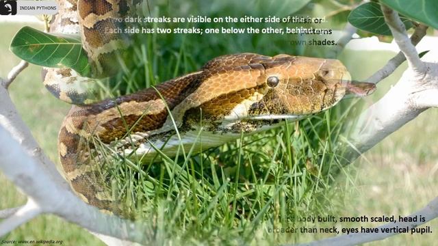 Pythons of India ?? | Snakes | Indian Reptiles смотреть онлайн