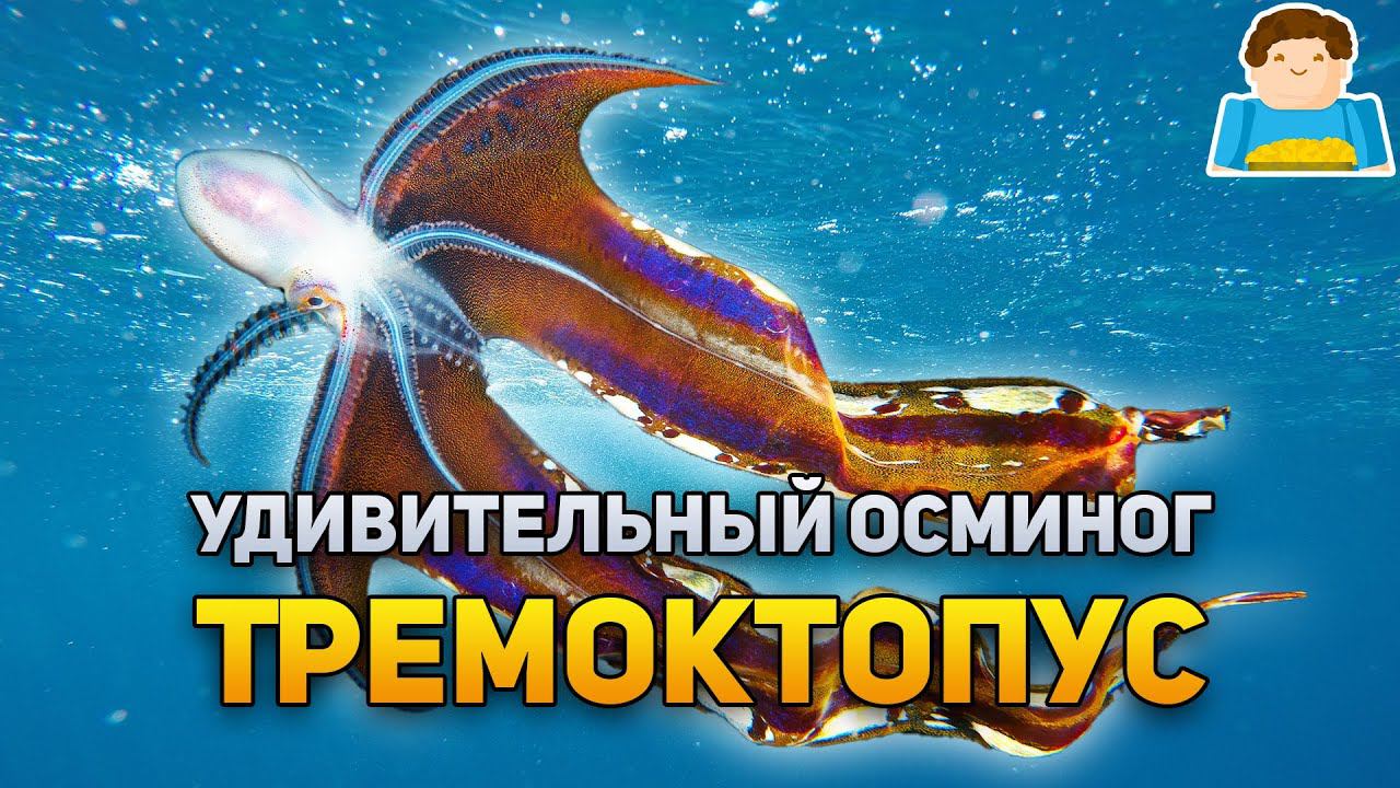 Тремоктопус ‒ самый удивительный парящий осьминог | Plushkin смотреть онлайн