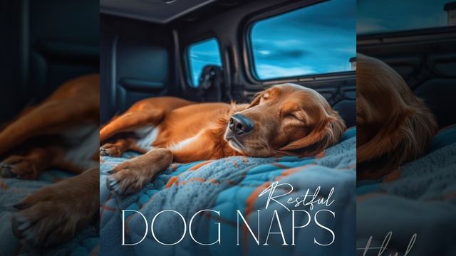Reduce Dogs Stress