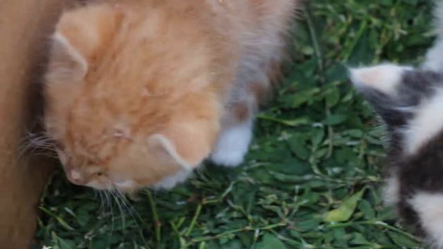Ливенские котята смотреть онлайн