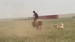 Как Монголы объезжают лошадей.