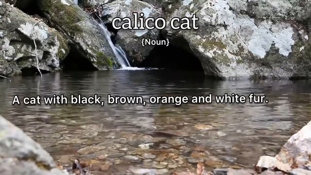 Calico Cat Meaning : Definition of Calico смотреть онлайн