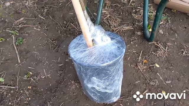Весна в разгаре. И снова саженцы роз. Штамб из питомника Роза Кубань. смотреть онлайн