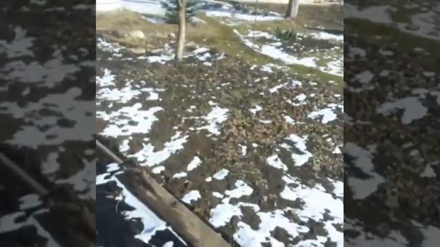 VLOG на 23 февраля 2019 года / Уборка лисьев на клумбе /# 2 смотреть онлайн