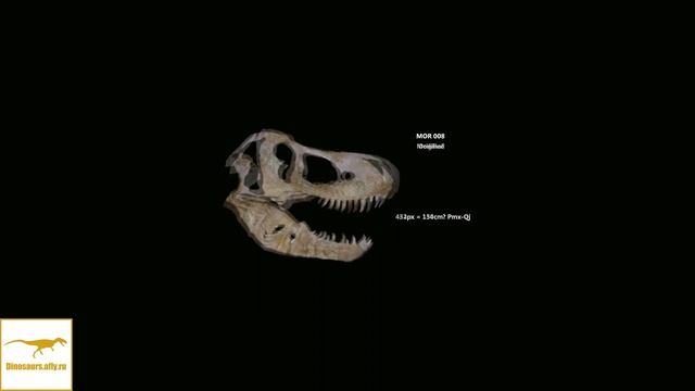 MOR 008 — крупнейший череп тираннозавра?