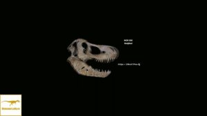 MOR 008 — крупнейший череп тираннозавра?