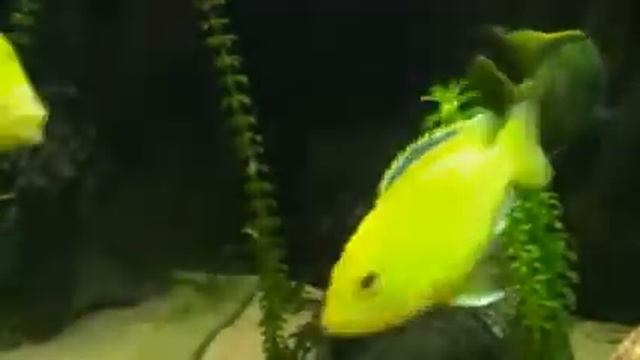 Venustus Under Water. Malawitosi.it смотреть онлайн