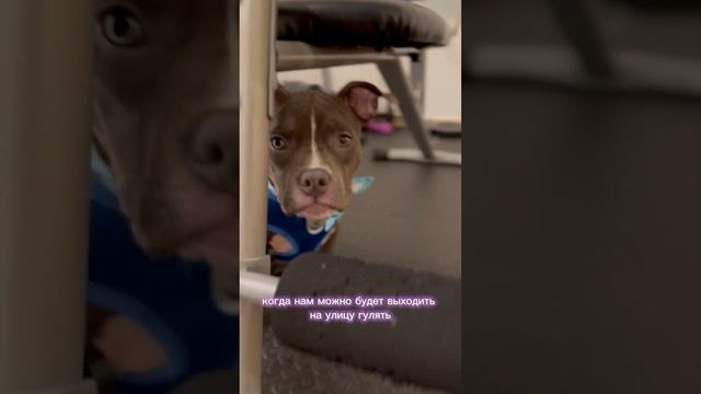 Очередной наряд нашей Бони. Напишите в комментариях , идёт ей синий цвет ? смотреть онлайн