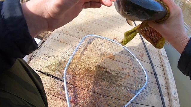 Лучшая насадка для ЛОВЛИ ФОРЕЛИ Весенняя рыбалка 2019 trout fishing смотреть онлайн