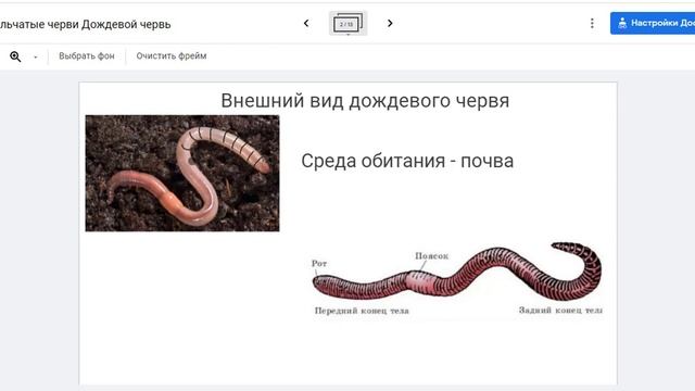 Дождевой червь внешнее строение смотреть онлайн
