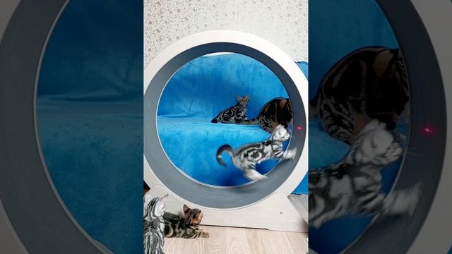 Американская короткошерстная порода