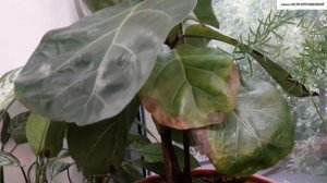 ФИКУС Лирата при недостатке света.