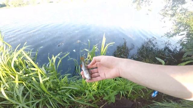 Как поймать ПАССИВНОГО ОКУНЯ летом с БЕРЕГА . Топ лучших приманок для окуня. КАК УЙТИ ОТ НУЛЯ. смотреть онлайн