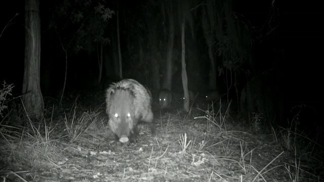 Nature Wildlife Sounds / Onza, Jaguarundi, Cougar, Bobcat, Deer, Javelina, Hare / Trail Cam Art смотреть онлайн
