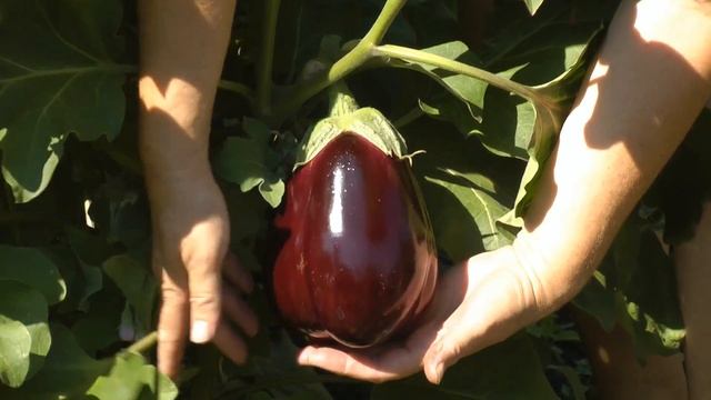 Эксперименты с сапропелем часть 2 смотреть онлайн