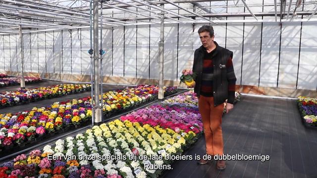 Primula Rambo, Cabaret, Rubens, Everlast, Veristar en Colibri van Rudy Raes Bloemzaden смотреть онлайн
