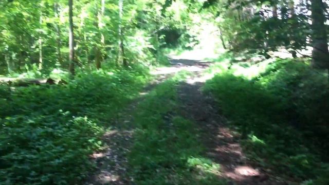 Русские в Германии/Почему мне не скучно в Германии/Шотландские терьеры в лесу смотреть онлайн