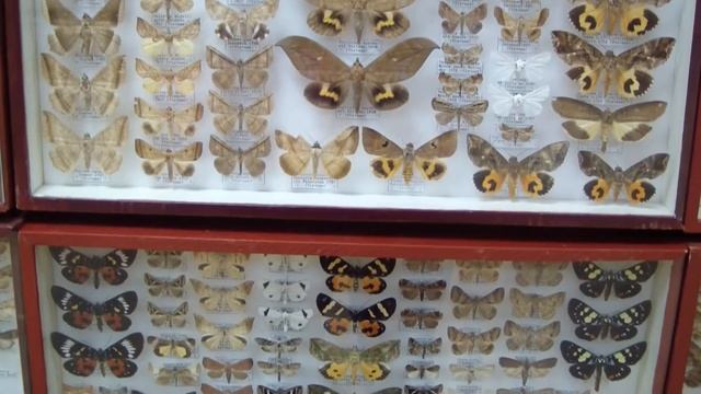 Noctuidae. Семейство Совка. смотреть онлайн