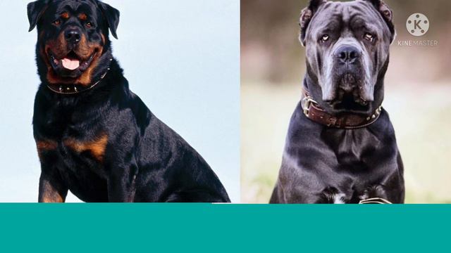 Ротвейлер против Кане-корсо смотреть онлайн