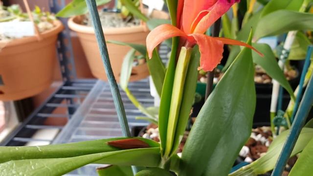 Cattleya Surpise_Катлейка с сюрпризом смотреть онлайн