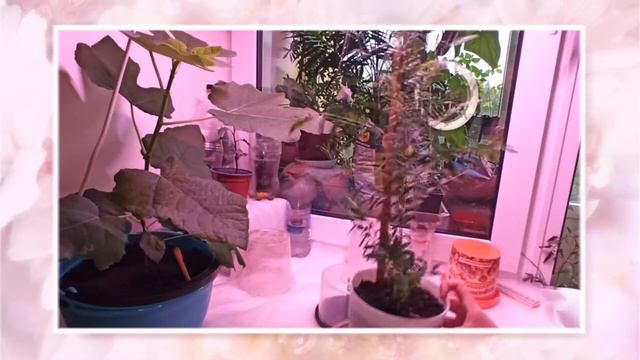 Экзотика на подоконнике. Кофе. Гранат. Лавр. Часть 1 - знакомство с экзотами смотреть онлайн