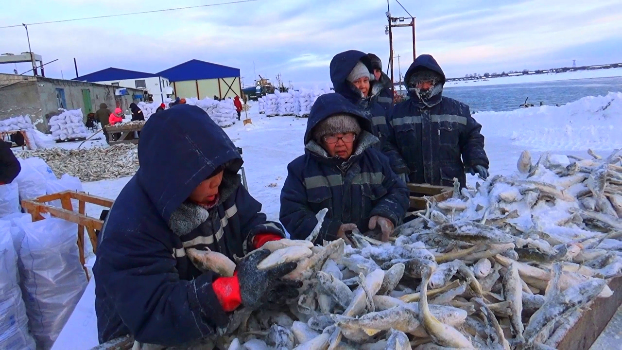 Сахалин Поронайск Зимняя наважья путина в рыбак колхозе Дружба . смотреть онлайн