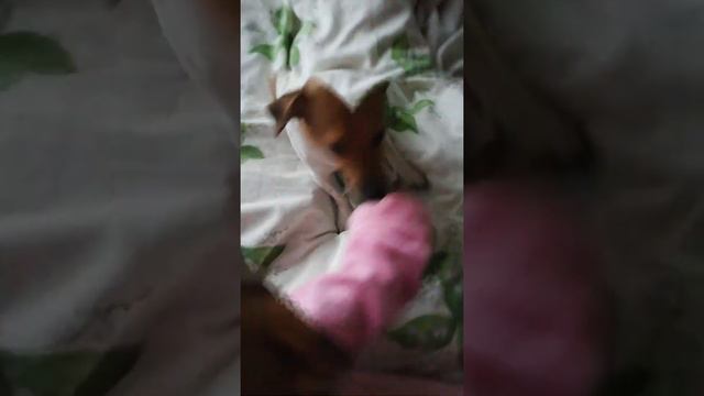 Утро Цербера или Собака-барабака! Morning Cerberus or Drummer Dog! смотреть онлайн