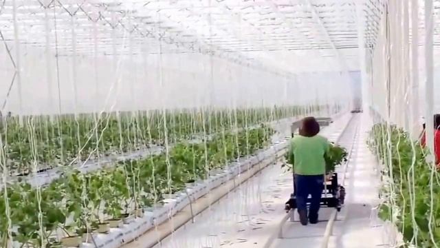 NIva Greenhouse промышленная пленочная теплица