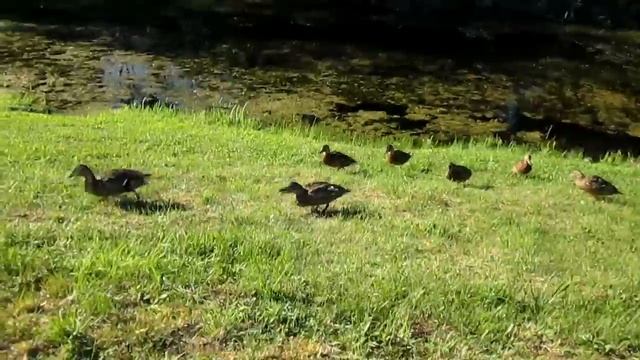 Кормим диких уток смотреть онлайн