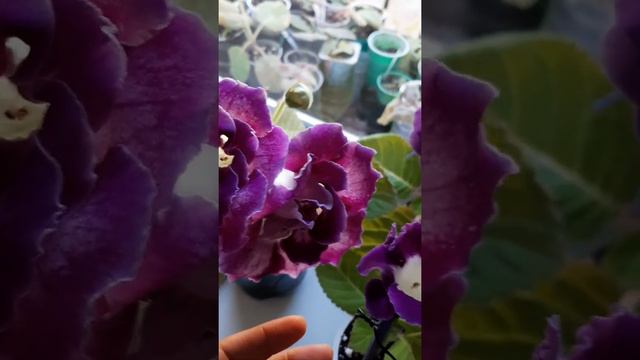Цветение моих глоксиний из семян. смотреть онлайн