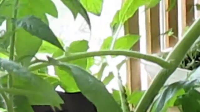 Как вырастить крепкую рассаду.?Томаты серии Малиновое чудо. смотреть онлайн