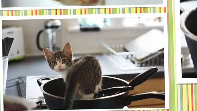 Хочу котенка! Что необходимо знать в первую очередь о котенке, когда вы привели его домой? смотреть онлайн