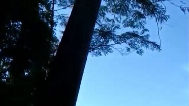 Притча о трех деревьях смотреть онлайн