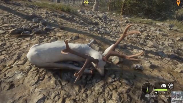 ALL Animals Diamond On Parque Fernando? | Thehunter call of the wild смотреть онлайн