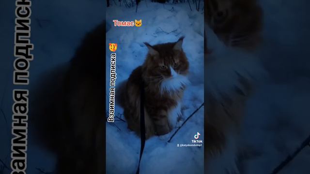 #томас #кот #мейкун #череповец #россия #рекомендации #топ #январь2024 #смешныеживотные #зима смотреть онлайн