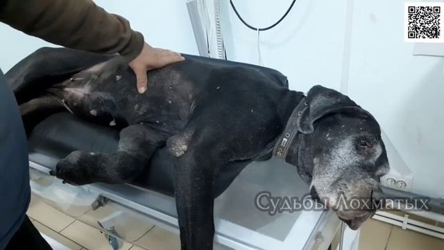 Спасаем внезапно заболевшую Королеву приюта Афину! Диагностика. УЗИ. Рентген и т. д. смотреть онлайн