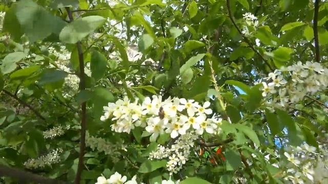 Ждем когда расцветет черемуха.Ура лето наступило. смотреть онлайн