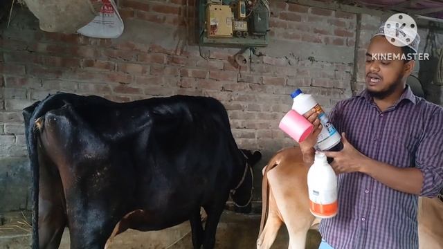 গরু মোটাতাজাকরনে জিংক সিরাপ ও লিভার টনিক খাওয়ানোর নিয়ম | Good for cows Zinc syrup is a liver toni смотреть онлайн