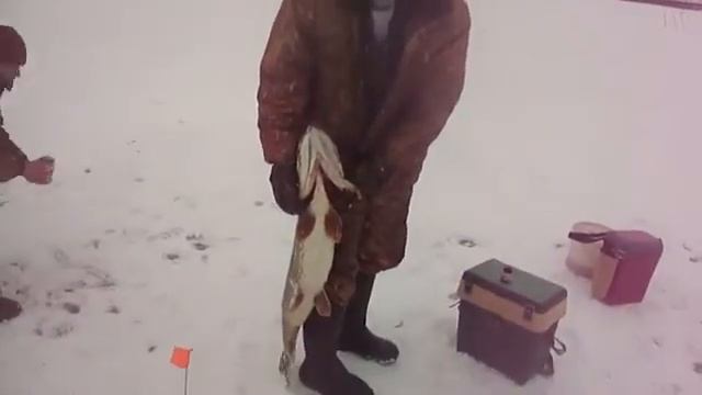 ЩУКА ОТКУСИЛА ПАЦАНУ ПАЛЕЦ!!УЖАСССС!!!СЛАБОНЕРВНЫМ НЕ СМОТРЕТЬ!! смотреть онлайн