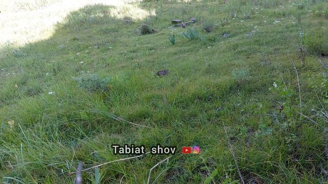 Модкабк Шикор Keklik Avi Tuzakla Охота на куропатка Partridge Hunting Kabk شکار کبک Chukar Avi