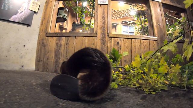 Filbert the Beaver goes Exploring смотреть онлайн