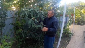 Эксклюзивный вечнозеленый кустарник -калина  морщенолистная !