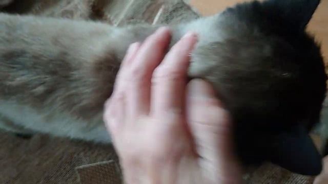 Хроника приучения кота Барона "Научился мурлыкать' смотреть онлайн