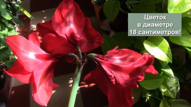 ГИППЕАСТРУМ ЯРКОЕ ЦВЕТЕНИЕ! смотреть онлайн