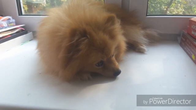 ///Видеоблогер щпиц Томка /// смотреть онлайн