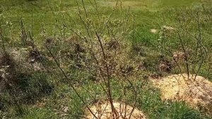 Лучший способ подкисления голубики. Гранулированная коллоидная сера